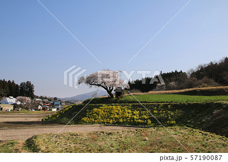 小沢の桜（福島県・田村市） 57190087