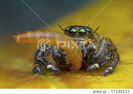macro view image of jumping spider eating worm on yellow leaf background in nature macro view image of jumping spider eating worm on yellow leaf background in nature 57190222