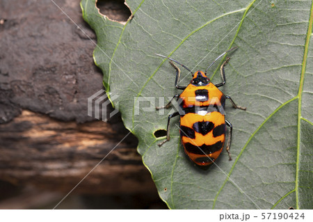 オオキンカメムシ オオキンカメムシ 57190424