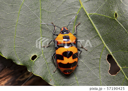 オオキンカメムシ オオキンカメムシ 57190425