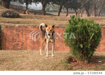 バングラデシュの犬 57190544