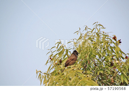 バングラデシュの野鳥 バングラデシュの野鳥 57190568