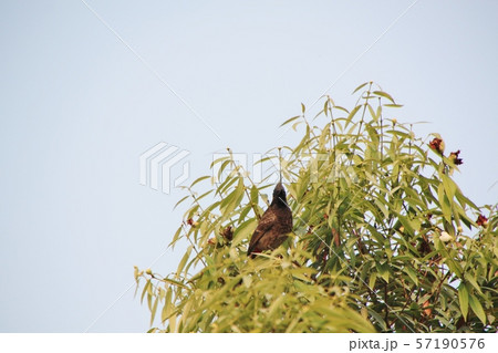 バングラデシュの野鳥 バングラデシュの野鳥 57190576