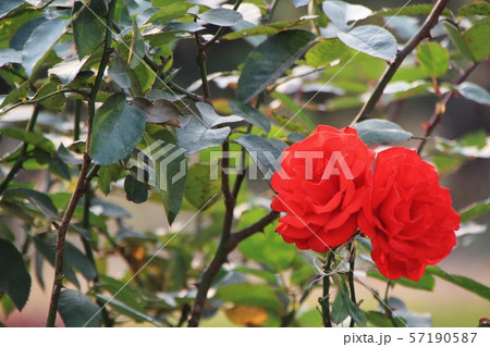 バングラデシュの花壇 57190587