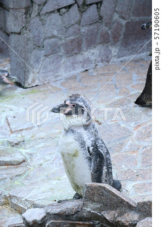 フンボルトペンギン 57190605