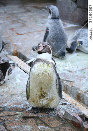 フンボルトペンギン フンボルトペンギン 57190607