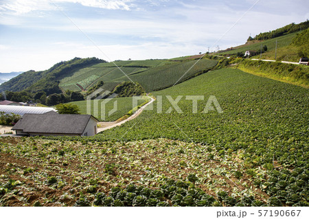 風景 白菜 白菜畑 57190667