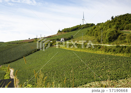 風景 白菜畑 自然 57190668