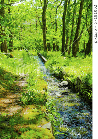 【山梨県北杜市】新緑の三分一湧水公園 【山梨県北杜市】新緑の三分一湧水公園 57191002