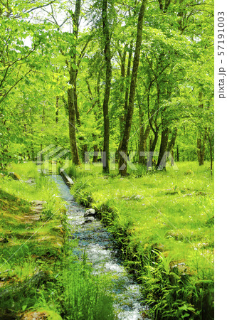 【山梨県北杜市】新緑の三分一湧水公園 57191003