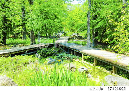 山梨県北杜市 新緑の三分一湧水公園の写真素材