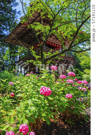 【山梨県】小室山妙法寺鐘楼とあじさいの花 【山梨県】小室山妙法寺鐘楼とあじさいの花 57191110