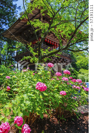 【山梨県】小室山妙法寺鐘楼とあじさいの花 【山梨県】小室山妙法寺鐘楼とあじさいの花 57191111