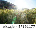 稲 57191177