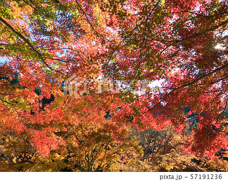 千葉　房総半島　養老渓谷　梅ヶ瀬渓谷　紅葉 57191236