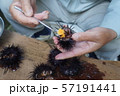 ウニの加工 57191441