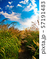 夏の青空　野付半島　遊歩道　 57191483