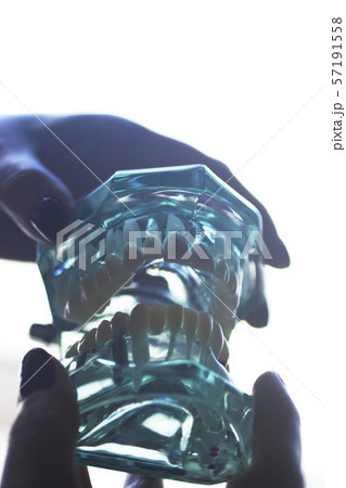 Dental tooth model Dental tooth model 57191558