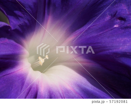 アサガオ 57192081