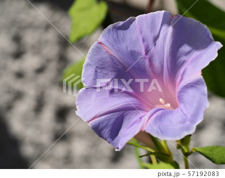 アサガオ 57192083