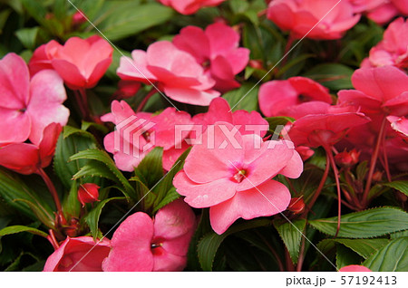 Impatiens flowers in plant nursery Impatiens flowers in plant nursery 57192413