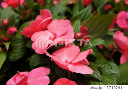 Impatiens flowers in plant nursery 57192414