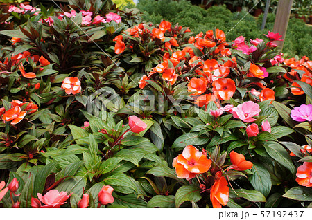 Impatiens flowers in plant nursery 57192437