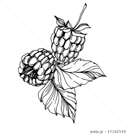 Vector Raspberry healthy food fresh berry isolated element. Black and white engraved ink art. 57192559