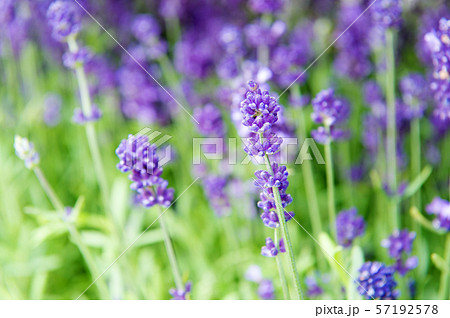 Gardening planting plants and botany. Floral shop. 57192578