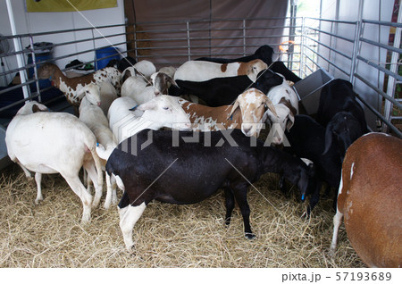 Goats from selected breeds livestock are placed in the cages to sell to breeders. 57193689