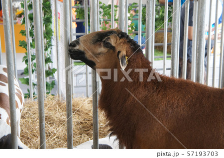 Goats from selected breeds livestock are placed in the cages to sell to breeders. 57193703
