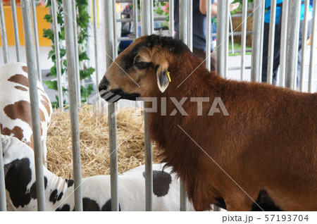 Goats from selected breeds livestock are placed in the cages to sell to breeders. 57193704
