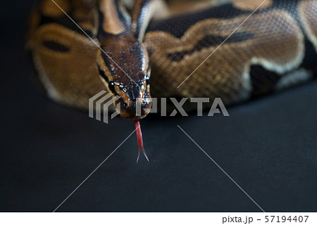 Royal Python. Natural color is normal. Snake. Royal Python. Natural color is normal. Snake. 57194407