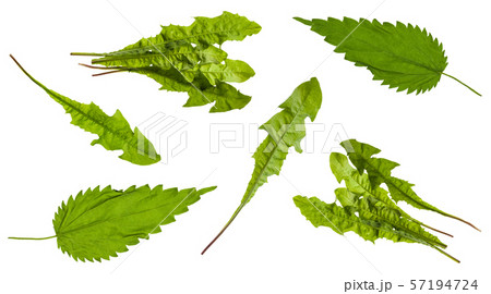 various leaves of wild salad plants isolated various leaves of wild salad plants isolated 57194724