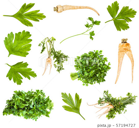 various roots and greens of parsley plant isolated 57194727