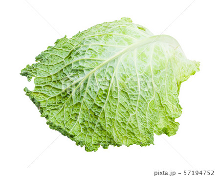 single green leaf of savoy cabbage isolated 57194752