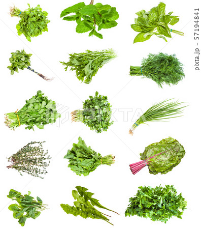 various bunches of fresh edible herbs isolated various bunches of fresh edible herbs isolated 57194841