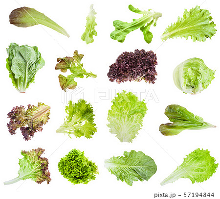 various fresh leaves of lettuce isolated 57194844