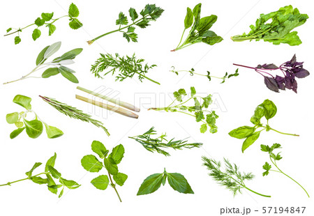 various fresh twigs of edible herbs isolated various fresh twigs of edible herbs isolated 57194847