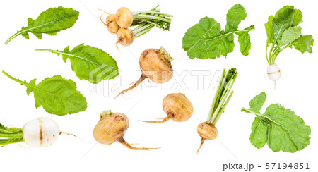 various greens and roots of turnips isolated 57194851
