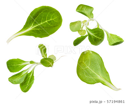 various leaves and twigs of mache plant various leaves and twigs of mache plant 57194861