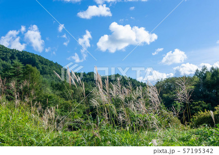 青空とすすき 57195342