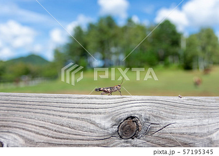 クルマバッタモドキ 57195345