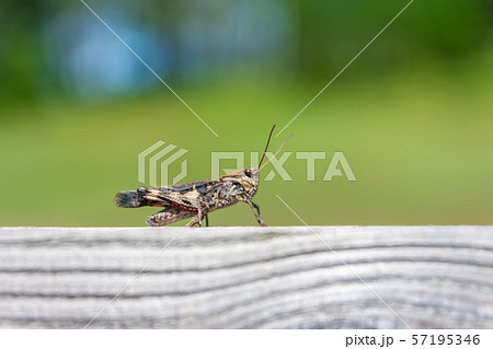 クルマバッタモドキ 57195346