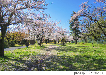 狭山湖北岸の桜 狭山湖北岸の桜 57196464