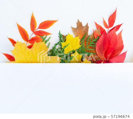 Natural fall leaves background 57196674