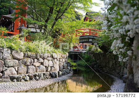 下鴨神社、御手洗川の輪橋にヒメウツギの白い花 57196772