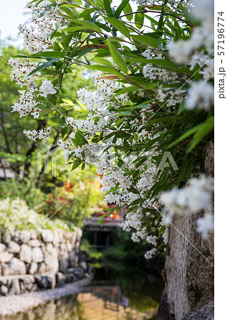 下鴨神社、御手洗川の輪橋にヒメウツギの白い花 下鴨神社、御手洗川の輪橋にヒメウツギの白い花 57196774