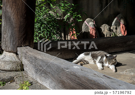 革堂・行願寺、鐘楼で日向ぼっこする猫と石仏 57196792