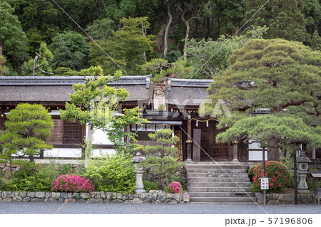 松尾大社、松尾山を背景にツツジの咲く境内廊下 松尾大社、松尾山を背景にツツジの咲く境内廊下 57196806